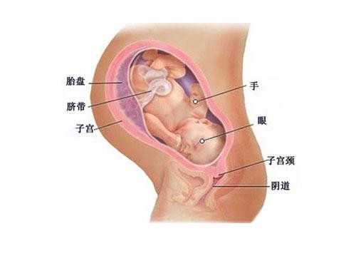 大庆代孕合理收费20213_大庆在哪里做代孕权威_试管婴儿取卵会痛吗？可以无痛